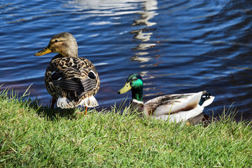 Different coloured ducks are resting on and near the river in a sunny day.