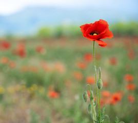 Poppy flower on the right side in the background. Poppy field and mountains in the distance. horizontal position