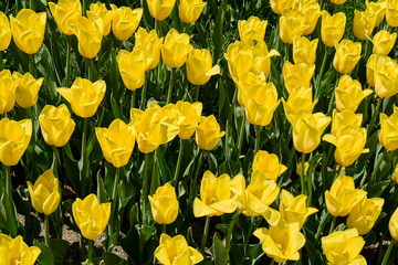 Tulip yellow flowers garden spring background, pattern or texture.