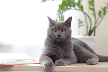 The cat lies on a light table near a window with a flower. The cat by the window. An article about self-isolation.