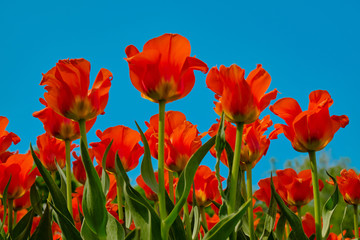 Fototapeta na wymiar Tulip reddish yellow flowers garden spring background, pattern or texture.