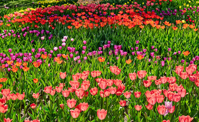 Fototapeta premium Tulip colorful flowers garden spring background, pattern or texture.
