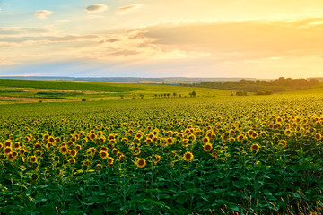 Agricultural field with yellow sunflowers against the sky with clouds. Gold sunset.