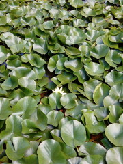 Lots of water lilies on the water. Pattern. Green leaves. Lotos