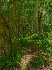 HDR Florida forest 4