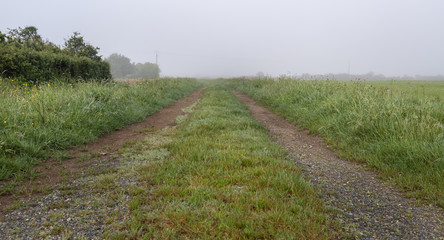 dirt road in the morning dew with fog and wet hedgerows