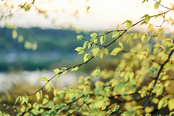 A close up of the fresh leaves in the woods of Western Pennsylvania 