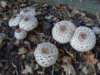 Agaricus campestris squamosus mushrooms