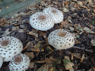 Agaricus campestris squamosus mushrooms