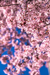 Close up of sakura blossom. Sunny spring day