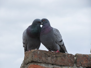 domestic pigeon animal of class Aves (birds)