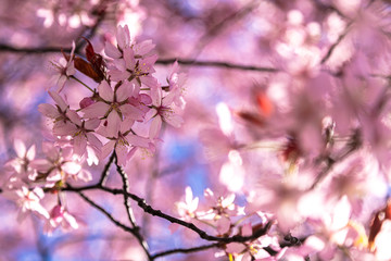 Close up of sakura blossom. Sunny spring day