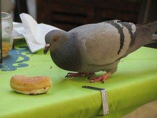 pigeon on a alfresco bar table