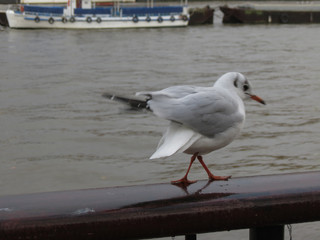 seagull animal of class Aves (birds)