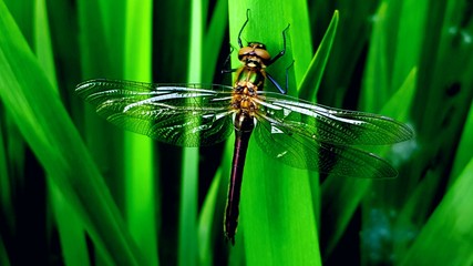 dragonfly on the grass
