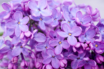 Obraz na płótnie Canvas close up of lilac flowers