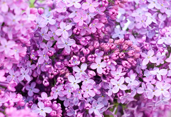 pink flowers background