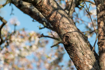 Obraz premium White apple old tree with cut of healing branch. Tree surgeon, arborist, stump where the branch was. Garden with blue sunny sky blurred background