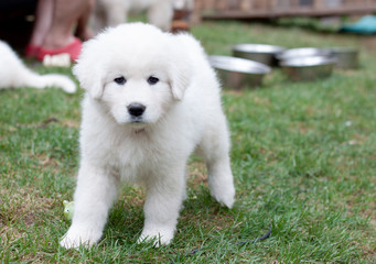 Beautiful girl Maremma puppy runs on the green grass