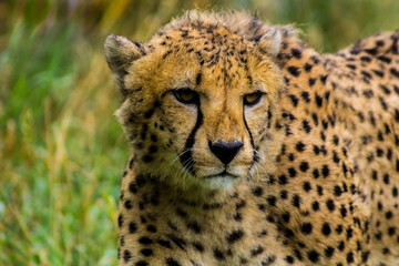 Acinonyx jubatus. Cheetah walking in the grass. 
Cheetah hunting prey. 
cheetah looking for a  prey.
