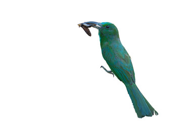 Blue-bearded Bee-eater on white  background.
