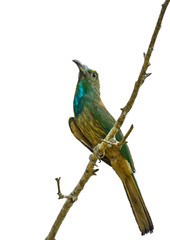 Blue-bearded Bee-eater on branch on white  background.