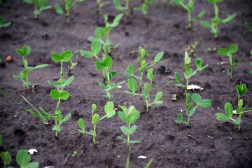 Young sprouts of peas came out of the ground