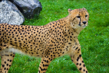 Half body of a Cheetah walking on the grass. Looking for a prey. Acinonyx jubatus
