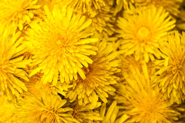 yellow dandelion flower