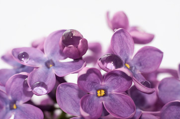 Lilac flowers with water drops close up