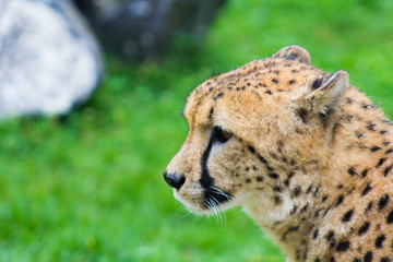 Cheetah looking in profile. Acinonyx jubatus