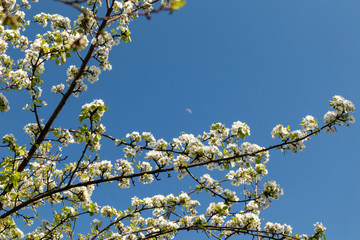 Pear tree spring delicate branches with white flowers blooming in garden with green leaves and blue sky background.