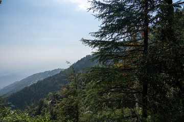 trees in the mountains