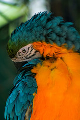 blue and yellow macaw