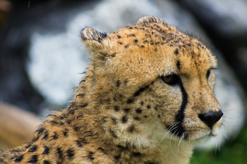 Close up of a Cheetah. 
cheetah looking to the right. Acinonyx jubatus. 
