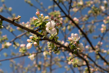 Calville Blanc (White Winter Calville) apple cultivar blossom. Apple tree spring delicate white pink flowers bloom in garden close-up with bright blue sky background.