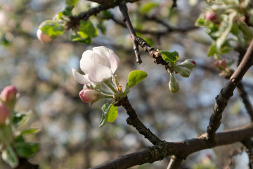 The Calville Blanc (White Winter Calville) apple cultivar  flower waking up from bud blossom. Apple tree spring delicate white pink flowers bloom in garden close sun light through