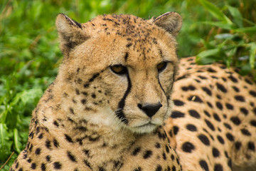 Portrait of a cheetah. Close up of a Cheetah. 
cheetah looking to the right. Acinonyx jubatus.Acinonyx jubatus