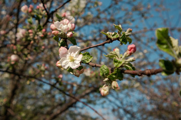 The Calville Blanc (White Winter Calville) apple cultivar blossom. Apple tree spring delicate white pink flowers in garden close-up with blue sky background.