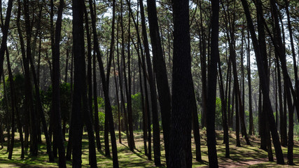 Obraz premium forest in the morning