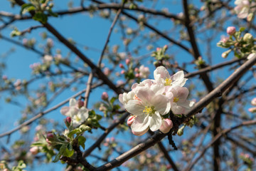 The Calville Blanc (White Winter Calville) apple cultivar blossom branches. Apple tree spring delicate white pink flowers bloom in garden close-up with green leaves and blue sky background.