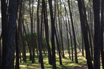 trees in the forest in the morning