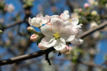 The Calville Blanc (White Winter Calville) apple cultivar blossom big flower on branch. Apple tree spring delicate white pink flowers bloom in garden close-up background.