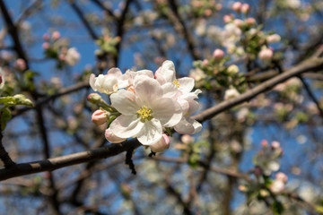 The Calville Blanc (White Winter Calville) apple cultivar big flower close blossom. Apple tree spring delicate white pink flowers in garden with green leaves and blue sky