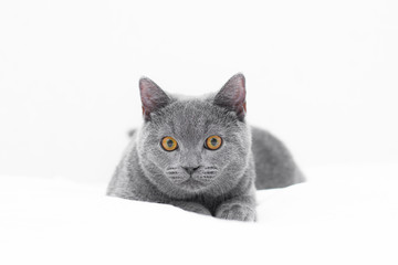 A grey kitten lies on a white background. Cute kitten. British cat. Cover for an album or notebook. Funny cat. Big cat eyes. Isolated cat. Concept of shooting an animal for advertising and puzzles