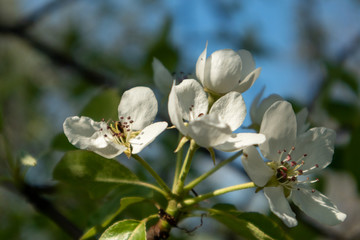 Pear tree spring delicate white flowers bloom in garden close-up with green leaves and blue sky blurred background.
