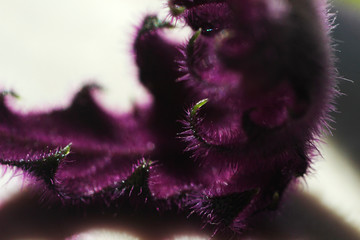 Purple fuzzy flower.