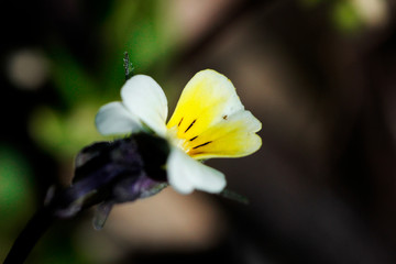 bee on flower