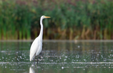 White heron in the pond. Photograph of a white heron in a natural environment.