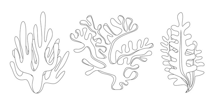 Collection of many different coral Line drawing. The contour of the coral. Icon. Underwater design elements